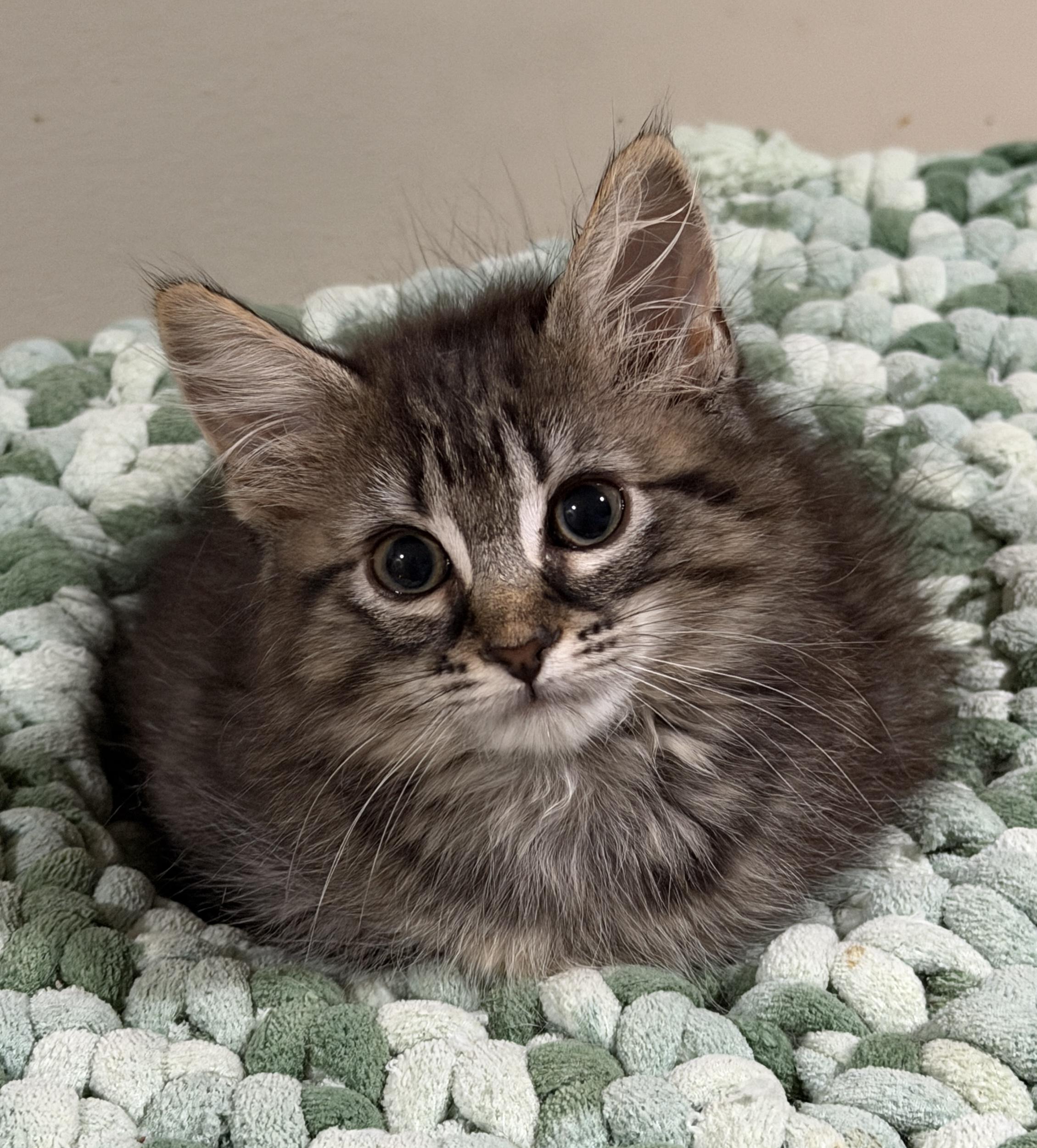 Victoria, Adoptable, Kitten Female Domestic Long Hair.