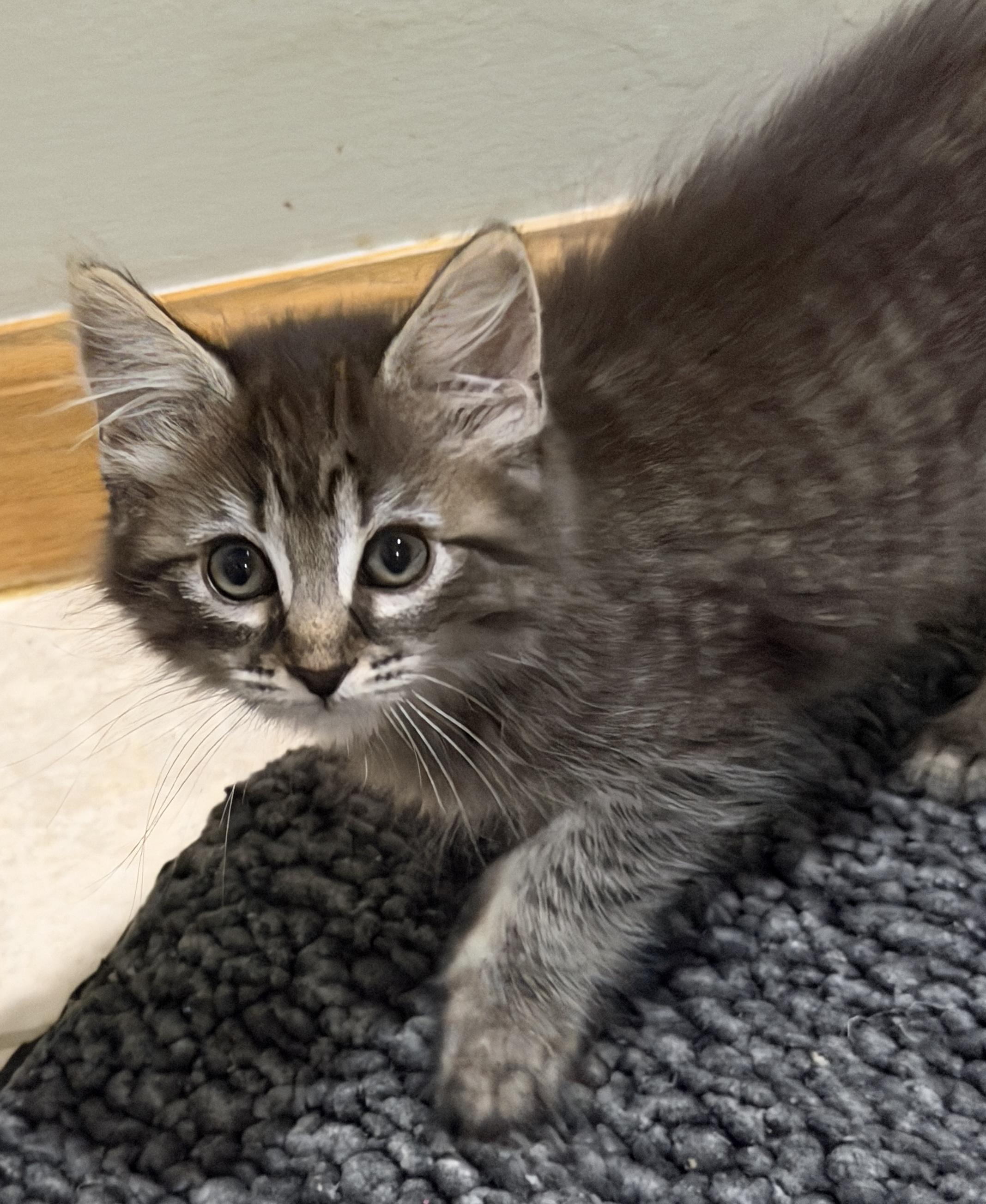 Enlarge Victoria, a Adoptable Domestic Long Hair in East Hanover, NJ image 2/5