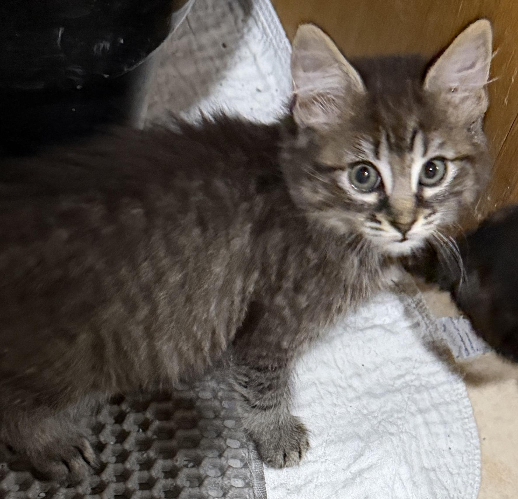 Enlarge Victoria, a Adoptable Domestic Long Hair in East Hanover, NJ image 3/5