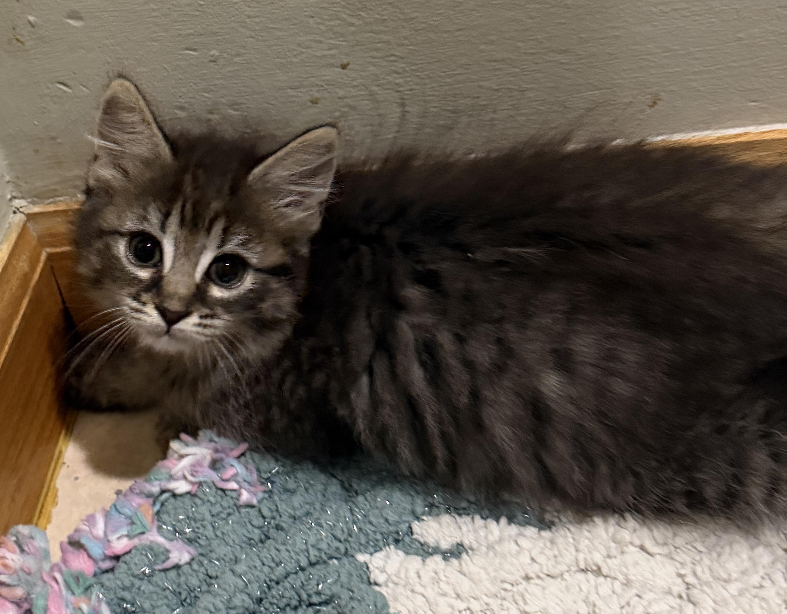 Enlarge Victoria, a Adoptable Domestic Long Hair in East Hanover, NJ image 4/5