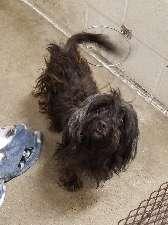 Brewster, Adoptable, Adult Male Poodle & Terrier.