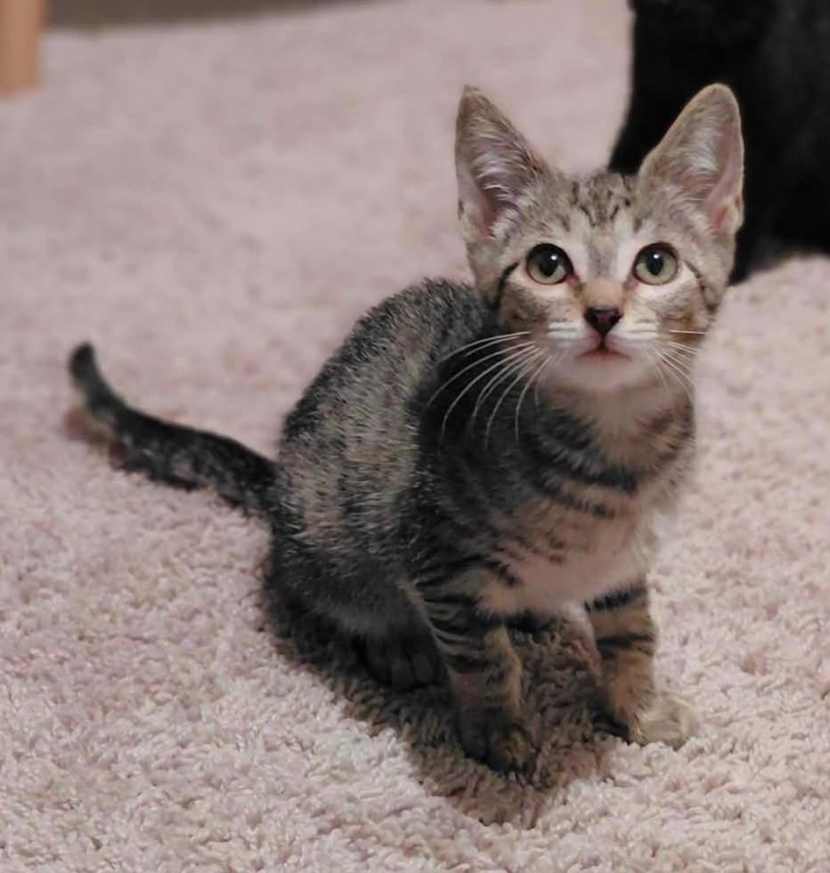 Danica, Adoptable, Kitten Female Domestic Short Hair.