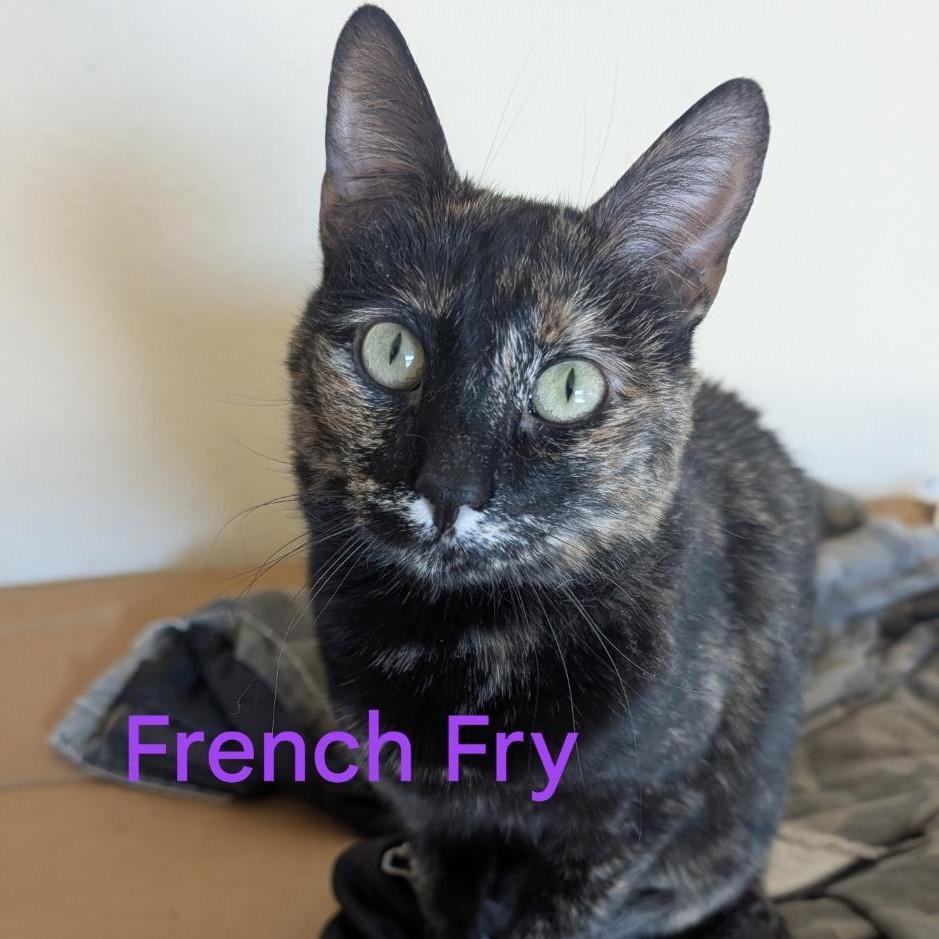 French Fry