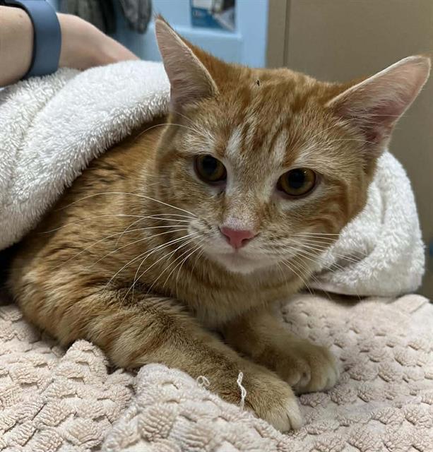 Enlarge HOBBES, a Adoptable Domestic Short Hair in London, ON image 1/1