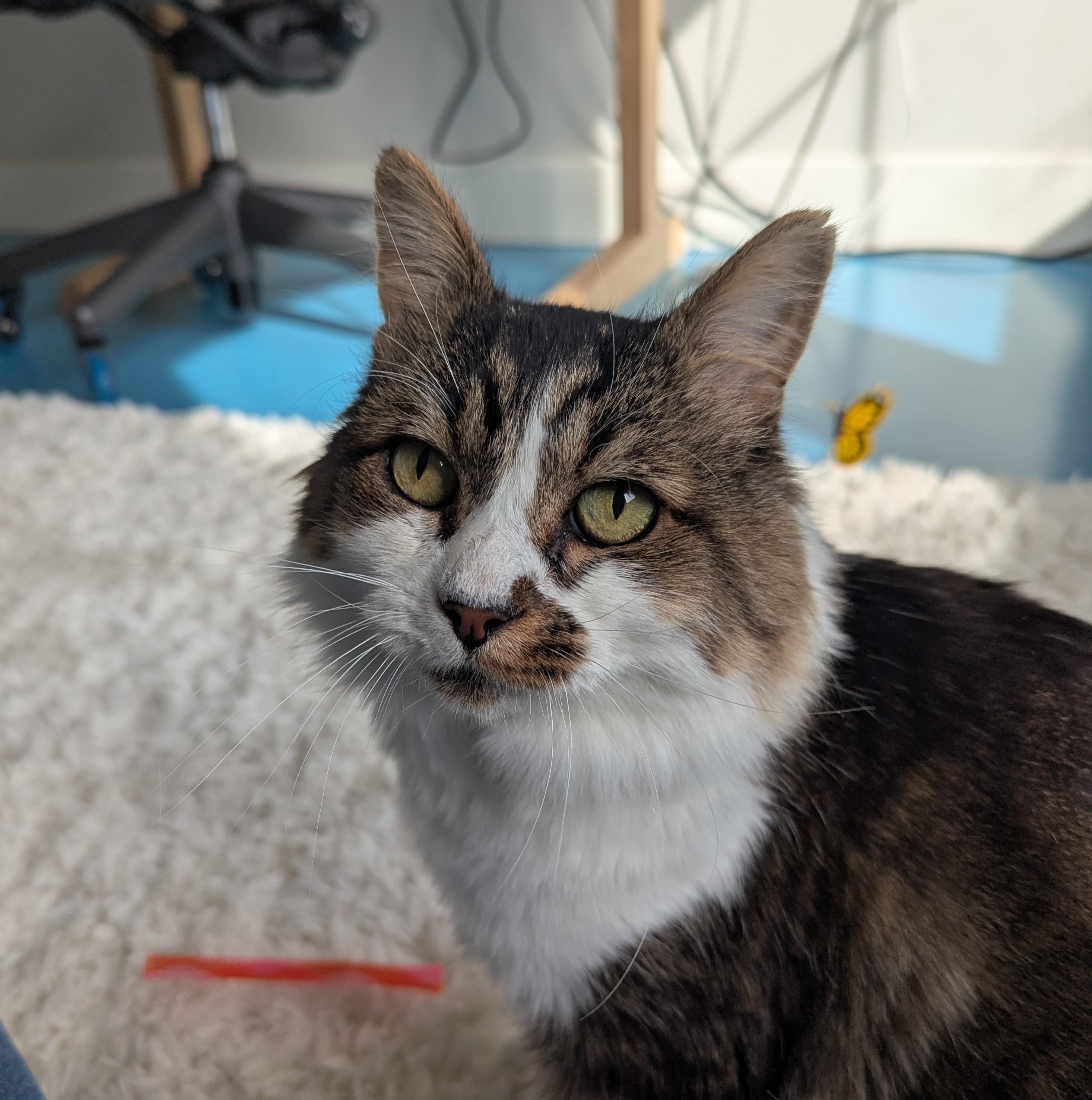 Enlarge Gunther, a Adoptable mixed breed in West Richland, WA image 1/6