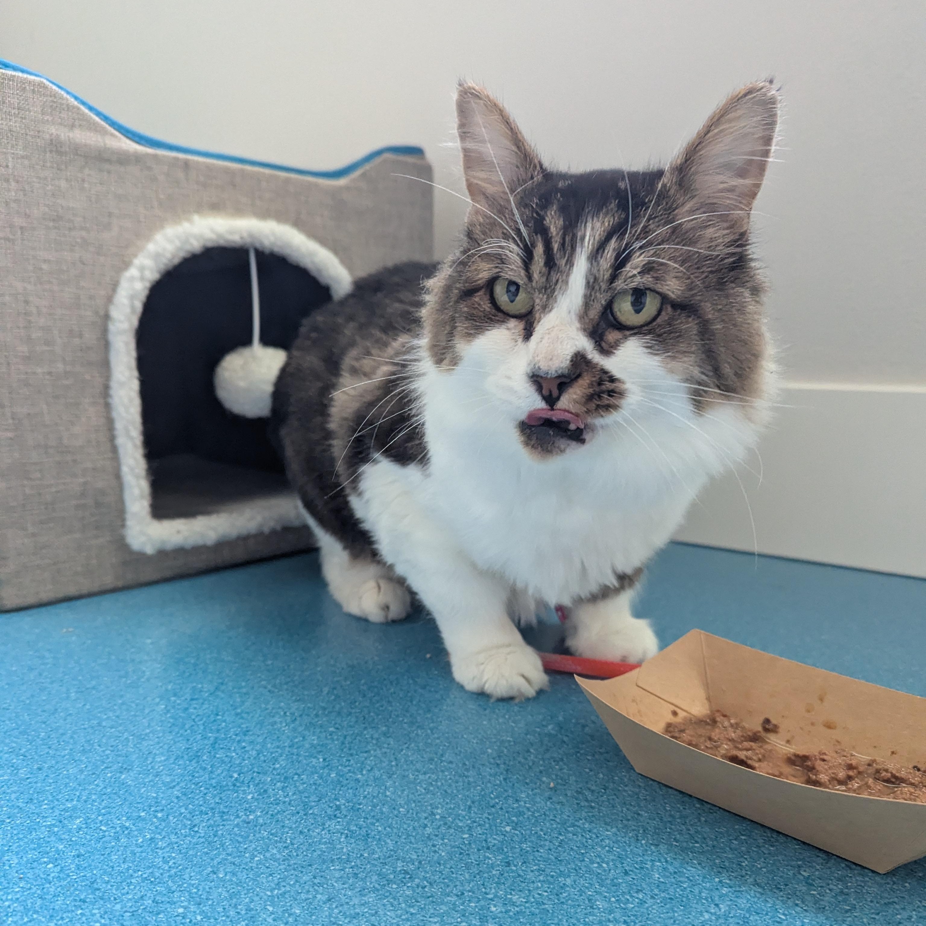 Enlarge Gunther, a Adoptable mixed breed in West Richland, WA image 5/6