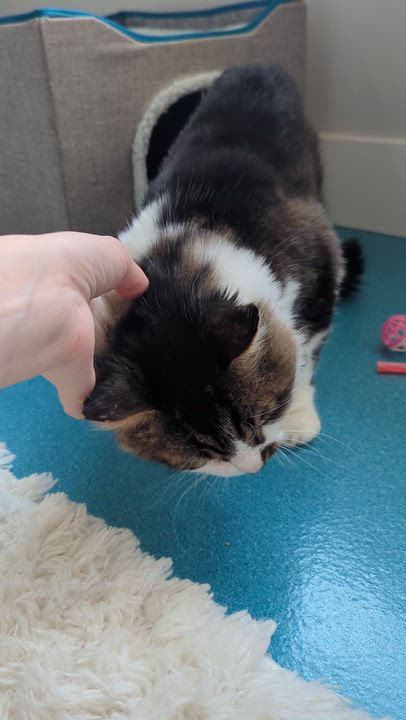 Enlarge Gunther, a Adoptable mixed breed in West Richland, WA video 3/6