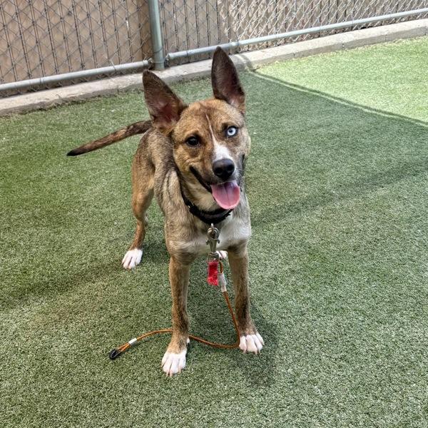 Enlarge Sierra, a Adoptable mixed breed in Oceanside, CA image 1/2