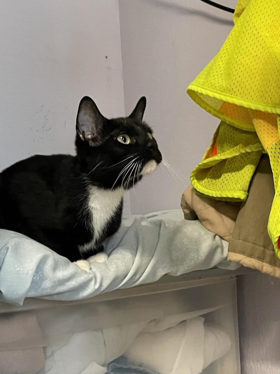 Triscuit, a ADOPTABLE Domestic Short Hair in Gig Harbor, WA image 2/3