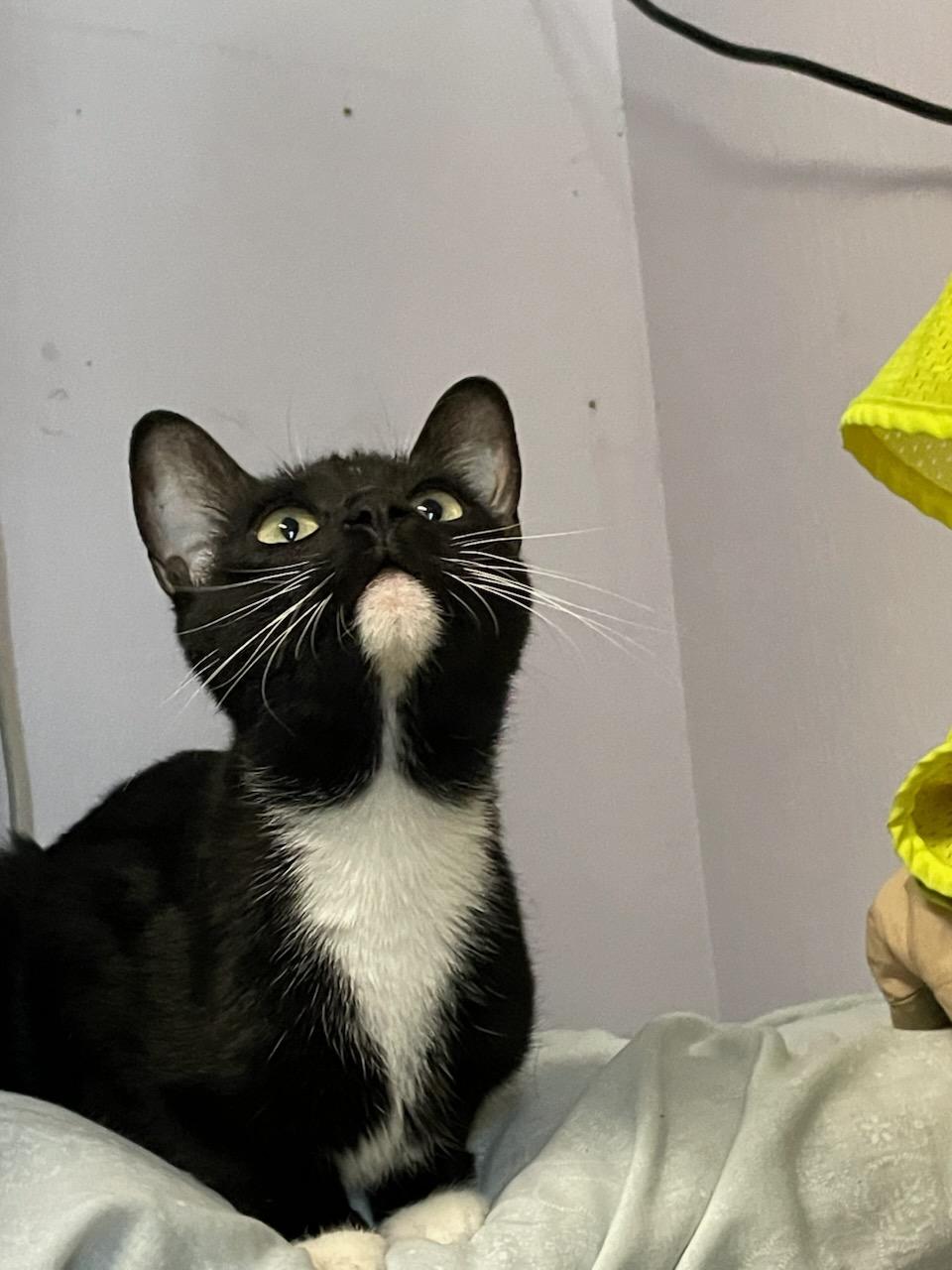 Triscuit, a ADOPTABLE Domestic Short Hair in Gig Harbor, WA image 1/3