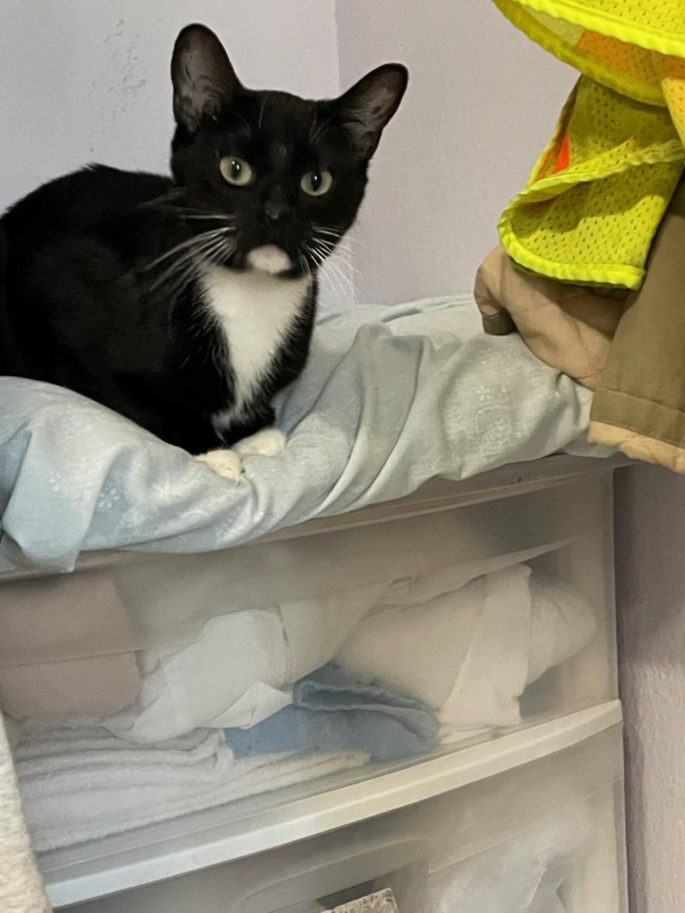 Triscuit, a ADOPTABLE Domestic Short Hair in Gig Harbor, WA image 3/3