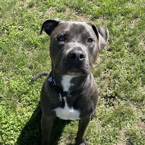 Enlarge Diesel, a ADOPTABLE Mixed Breed in Jackson, MI image 3/3