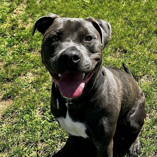 Enlarge Diesel, a ADOPTABLE Mixed Breed in Jackson, MI image 1/3