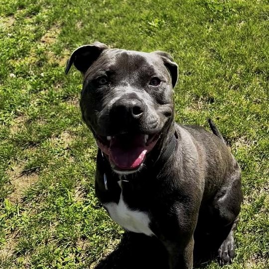 Enlarge Diesel, a ADOPTABLE Mixed Breed in Jackson, MI image 2/3