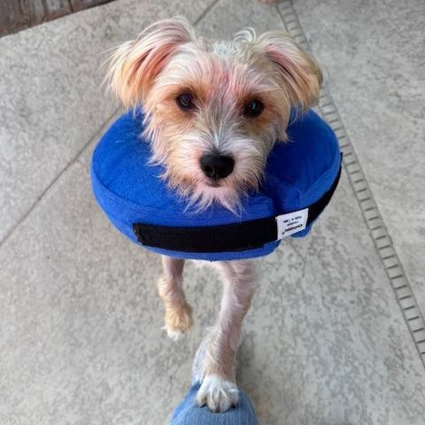 Marlowe, a Adoptable mixed breed in Jacksonville, FL image 1/5