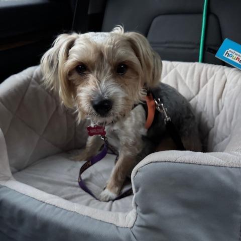 Marlowe, a Adoptable mixed breed in Jacksonville, FL image 2/5