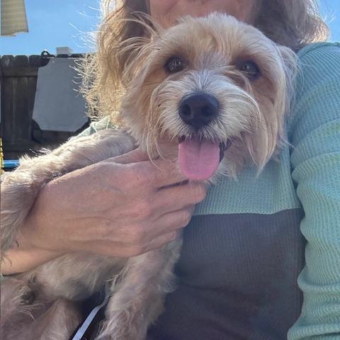 Marlowe, a Adoptable mixed breed in Jacksonville, FL image 3/5