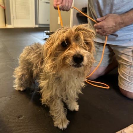 Marlowe, a Adoptable mixed breed in Jacksonville, FL image 4/5