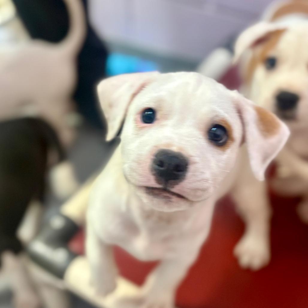 Enlarge Juice Box, a Adoptable mixed breed in New Fairfield, CT image 1/5