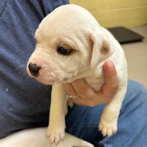 Enlarge Juice Box, a Adoptable mixed breed in New Fairfield, CT image 2/5