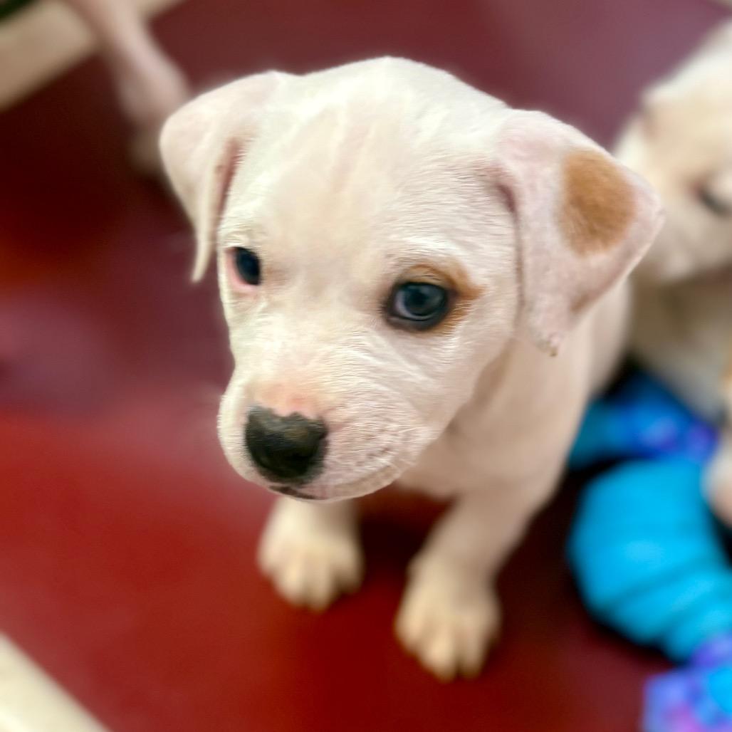 Enlarge Juice Box, a Adoptable mixed breed in New Fairfield, CT image 3/5