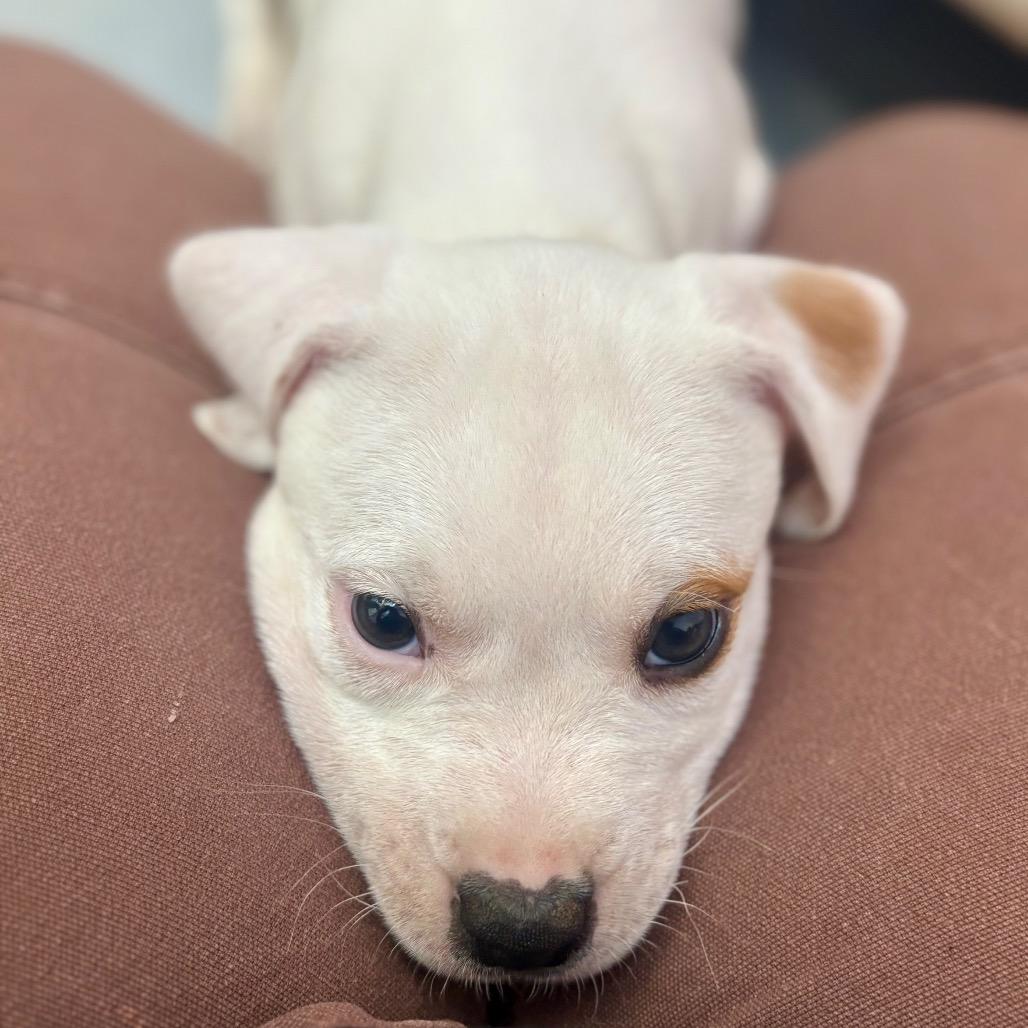 Enlarge Juice Box, a Adoptable mixed breed in New Fairfield, CT image 4/5