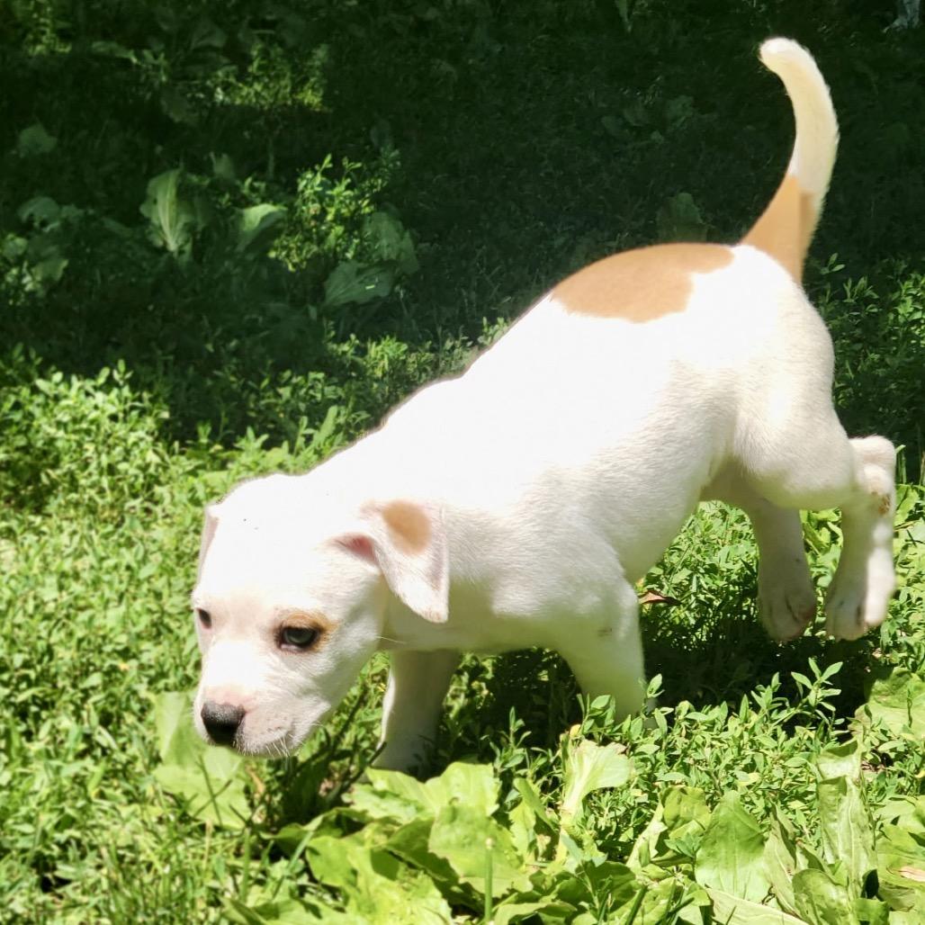 Enlarge Juice Box, a Adoptable mixed breed in New Fairfield, CT image 5/5