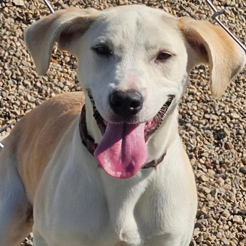Enlarge Zuma, a Adoptable Mixed Breed in Grinnell, IA image 1/2