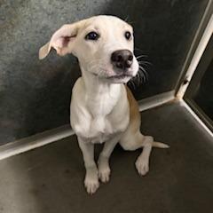 Enlarge Zuma, a Adoptable Mixed Breed in Grinnell, IA image 2/2