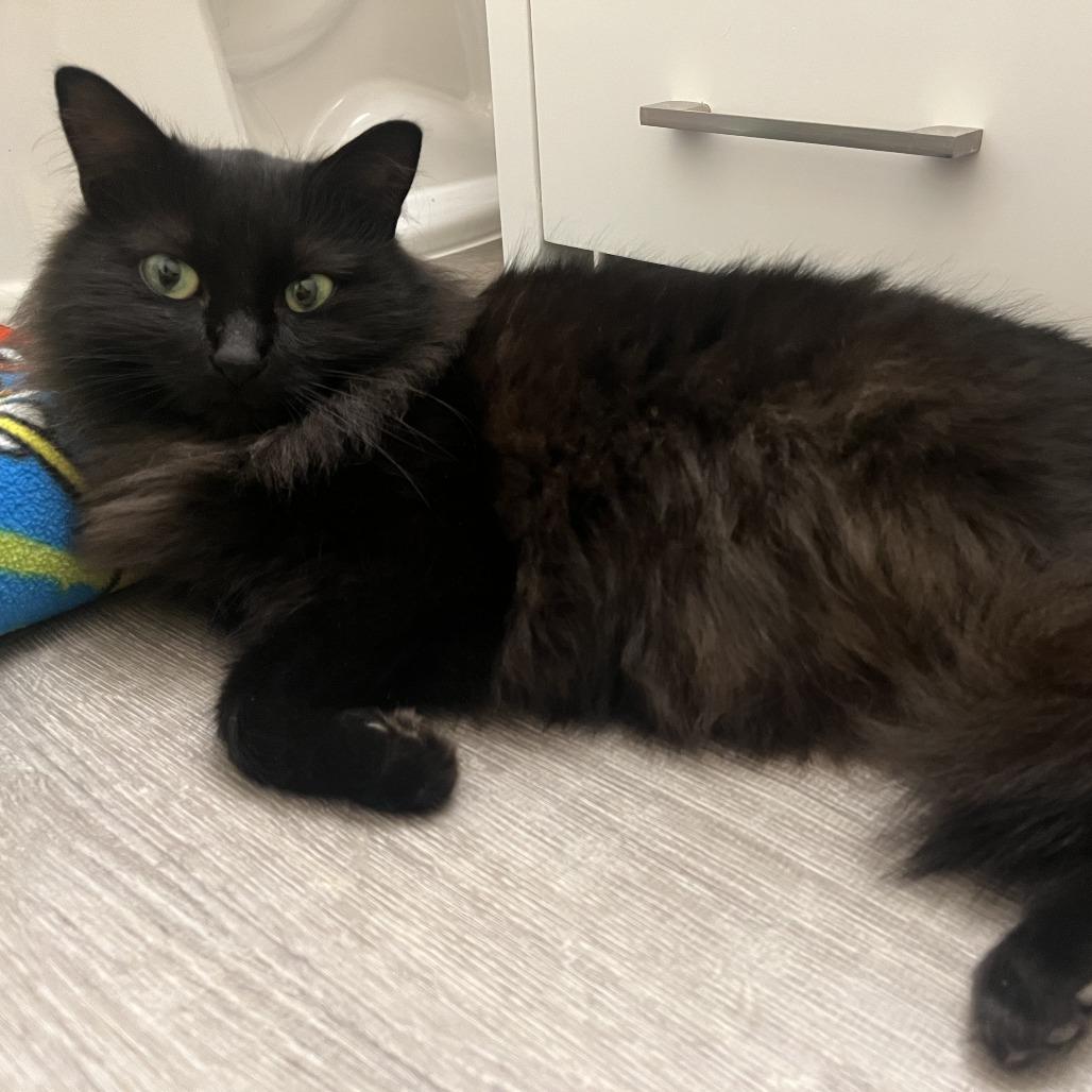 Millie, Adoptable, Adult Female Domestic Long Hair.