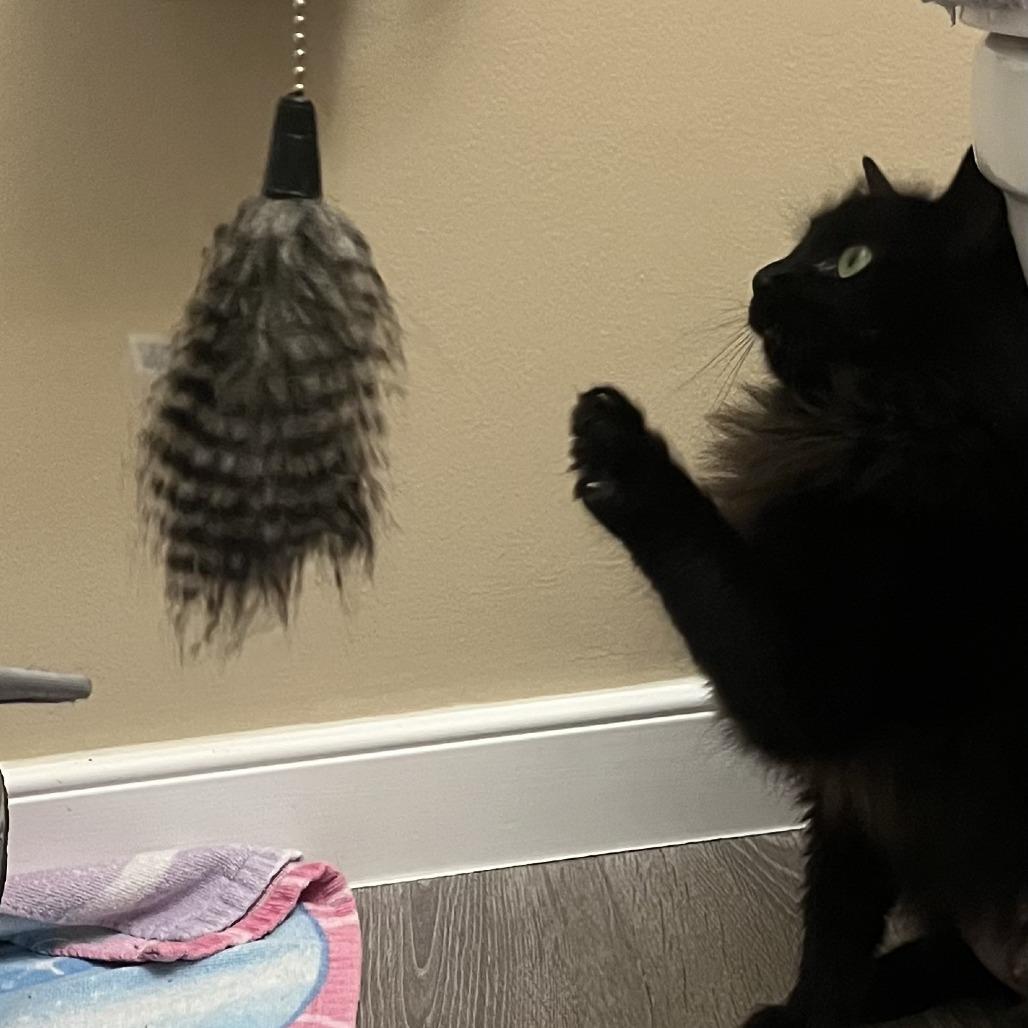 Millie, Adoptable, Adult Female Domestic Long Hair.