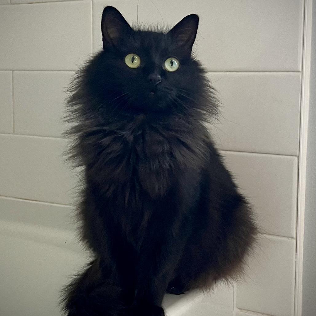 Millie, a Adoptable Domestic Long Hair in Richmond, VA image 2/4