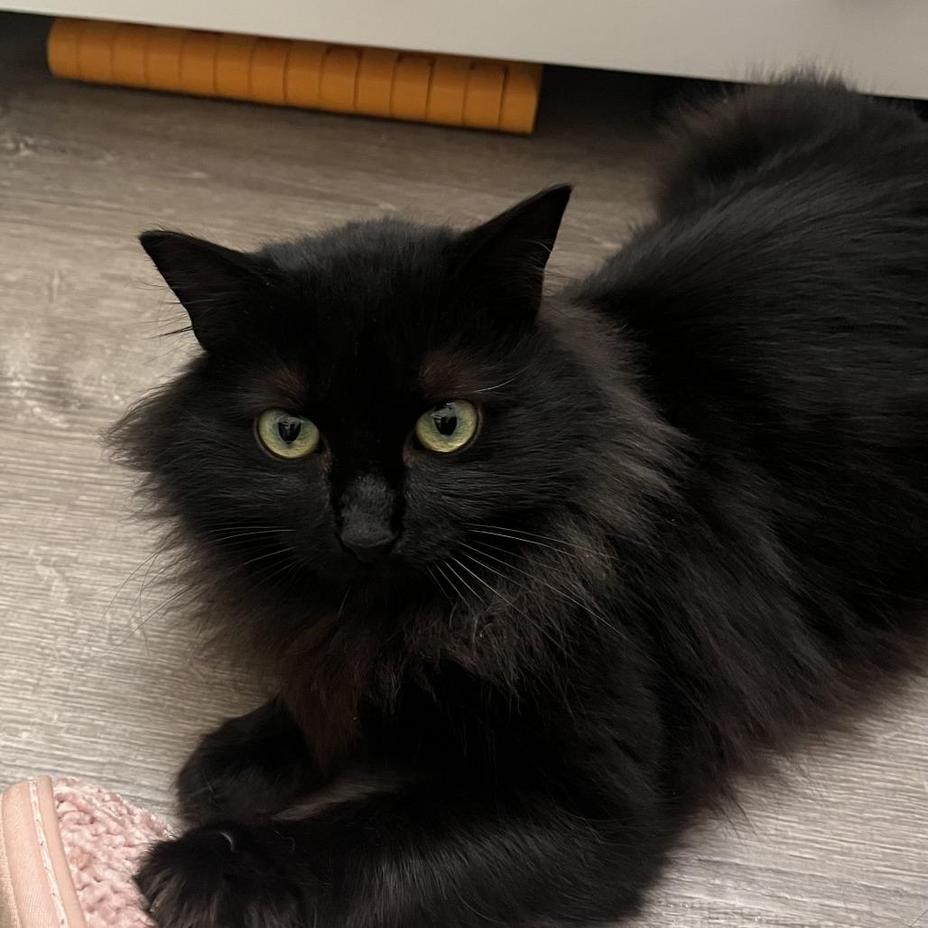 Enlarge Millie, a Adoptable Domestic Long Hair in Richmond, VA image 1/6