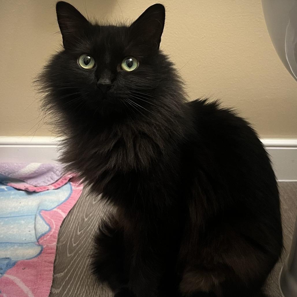 Enlarge Millie, a Adoptable Domestic Long Hair in Richmond, VA image 2/6