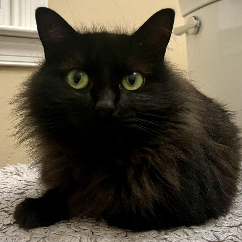 Millie, a Adoptable Domestic Long Hair in Richmond, VA image 3/4