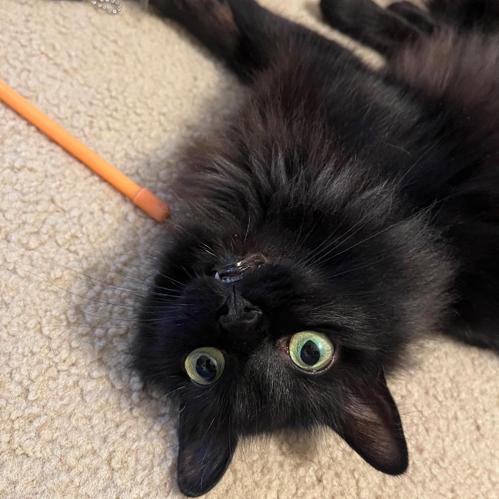 Enlarge Millie, a Adoptable Domestic Long Hair in Richmond, VA image 3/6