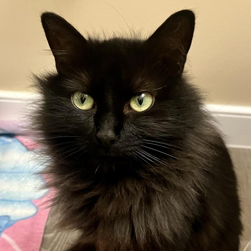 Enlarge Millie, a Adoptable Domestic Long Hair in Richmond, VA image 4/6