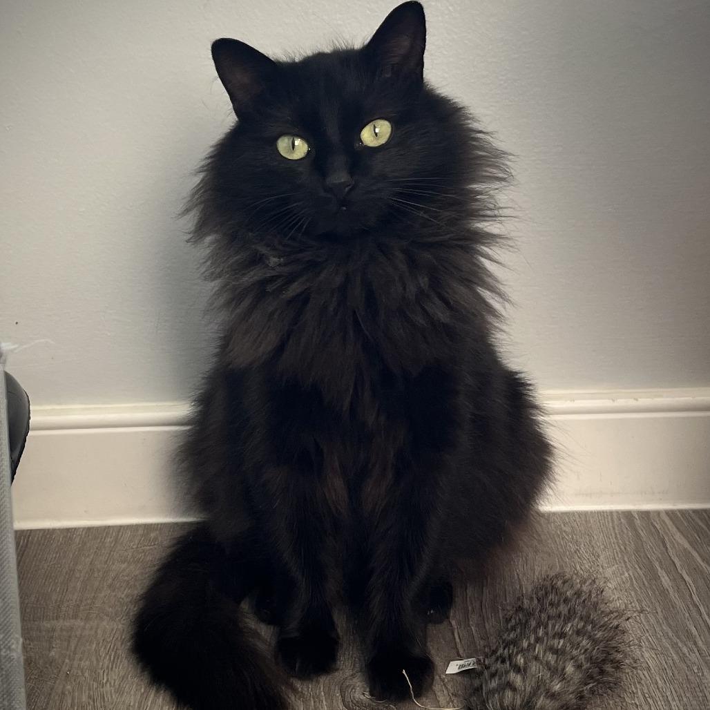 Millie, a Adoptable Domestic Long Hair in Richmond, VA image 4/4