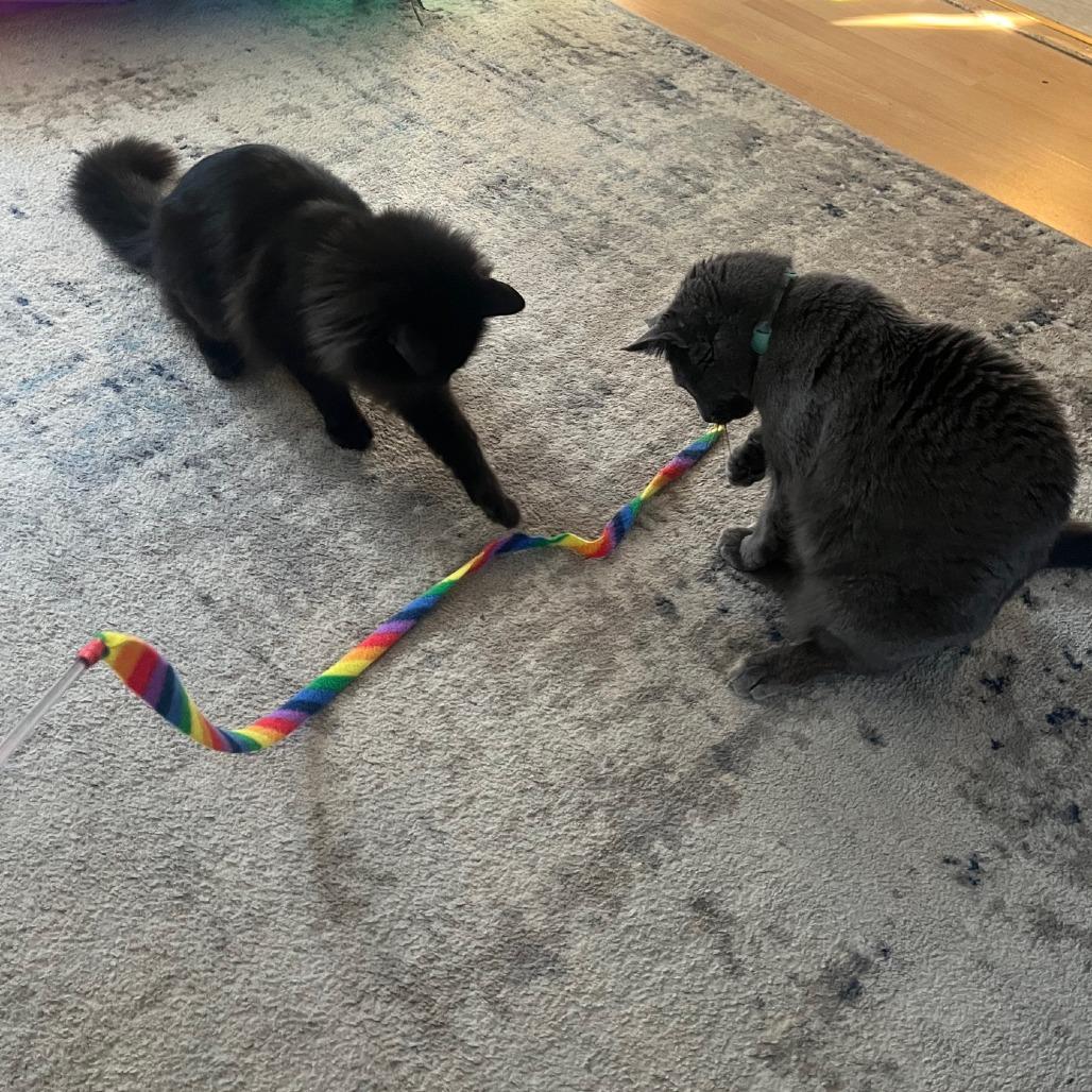 Enlarge Millie, a Adoptable Domestic Long Hair in Richmond, VA image 5/6