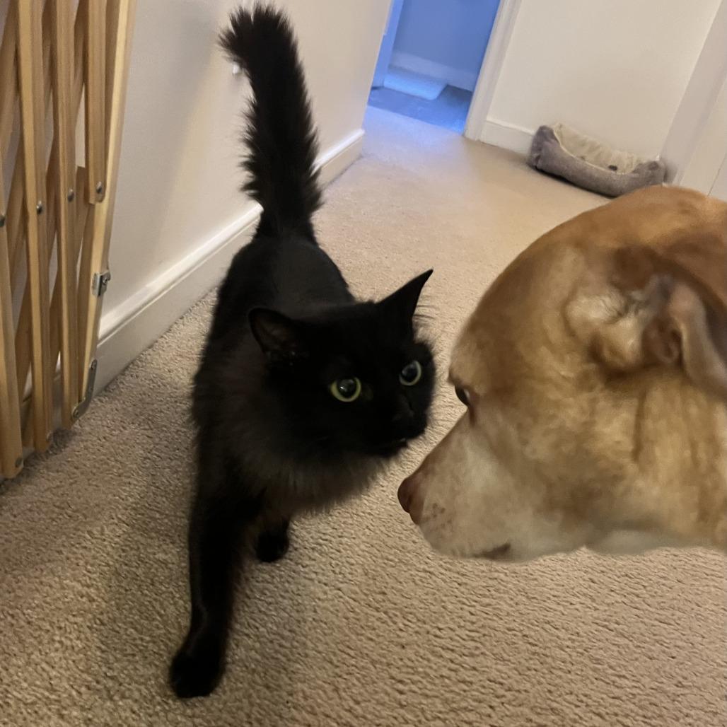 Enlarge Millie, a Adoptable Domestic Long Hair in Richmond, VA image 6/6