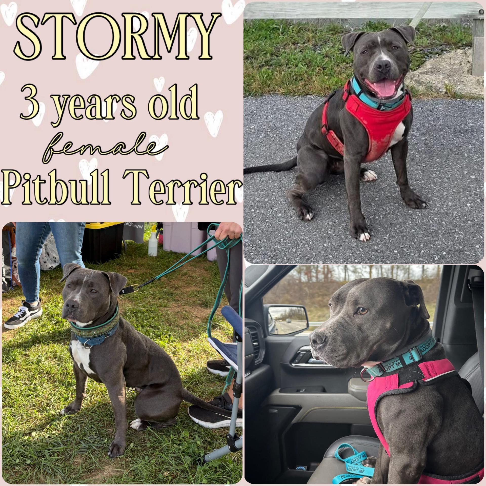 Stormy, Adoptable, Adult Female Pit Bull Terrier.