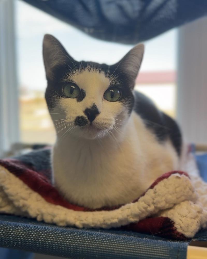 Ava, Adoptable, Adult Female Domestic Short Hair.