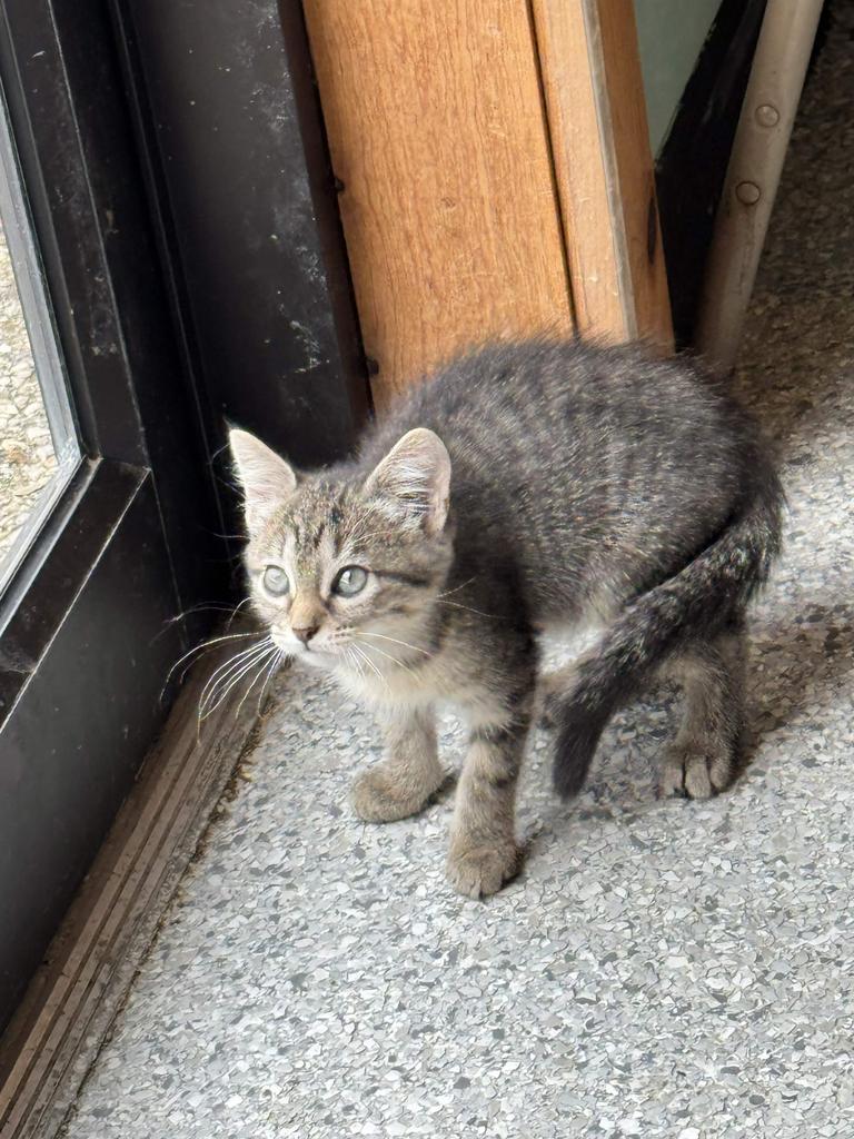 Enlarge Juanita, a Adoptable mixed breed in Athens, OH image 2/6