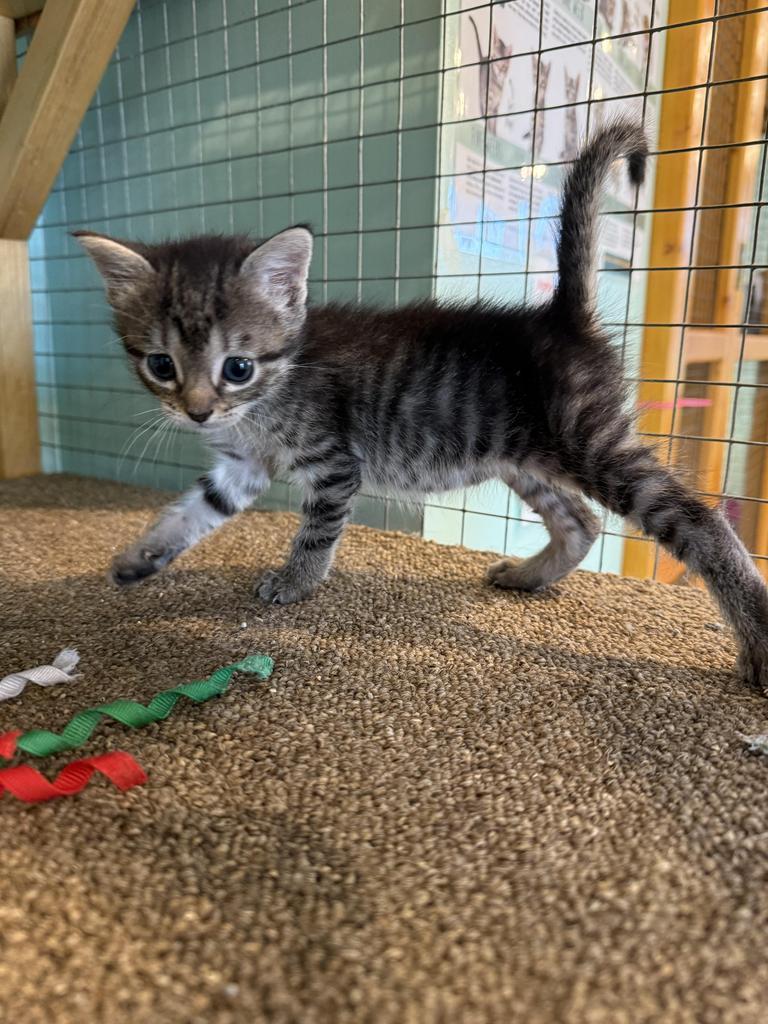 Enlarge Juanita, a Adoptable mixed breed in Athens, OH image 6/6