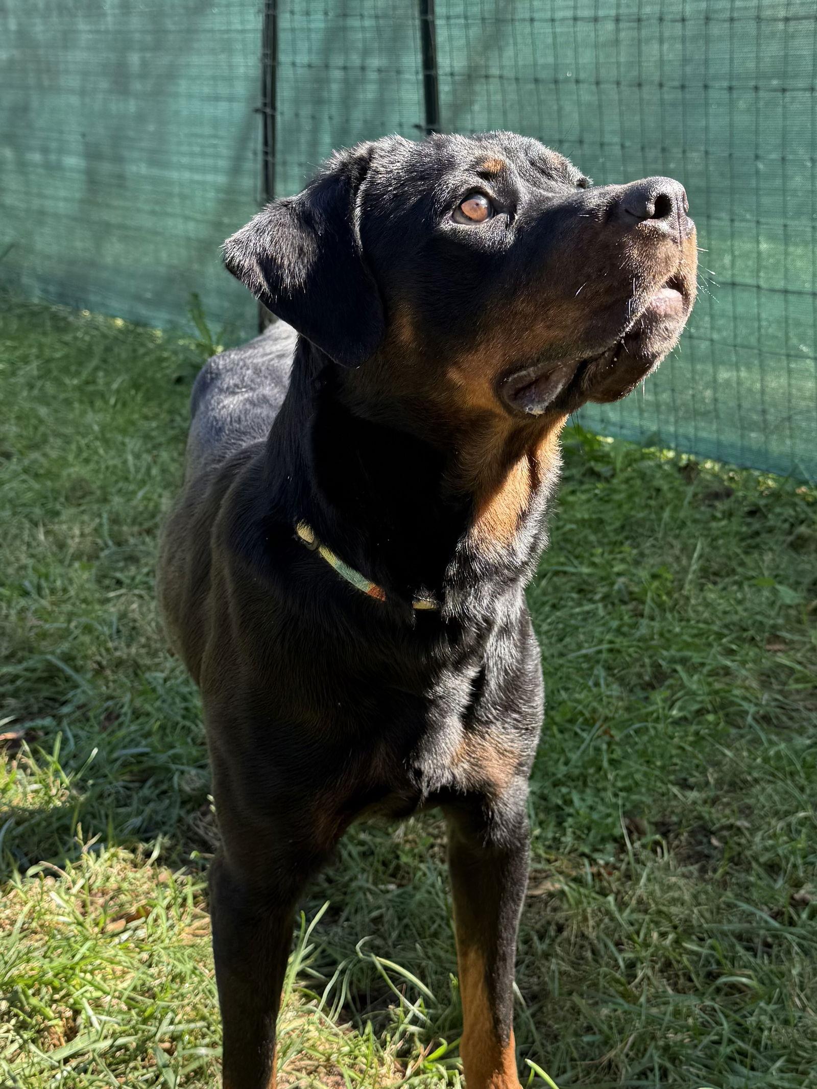Enlarge DeeDee, a Adopted Rottweiler in Mooresville, NC image 2/3