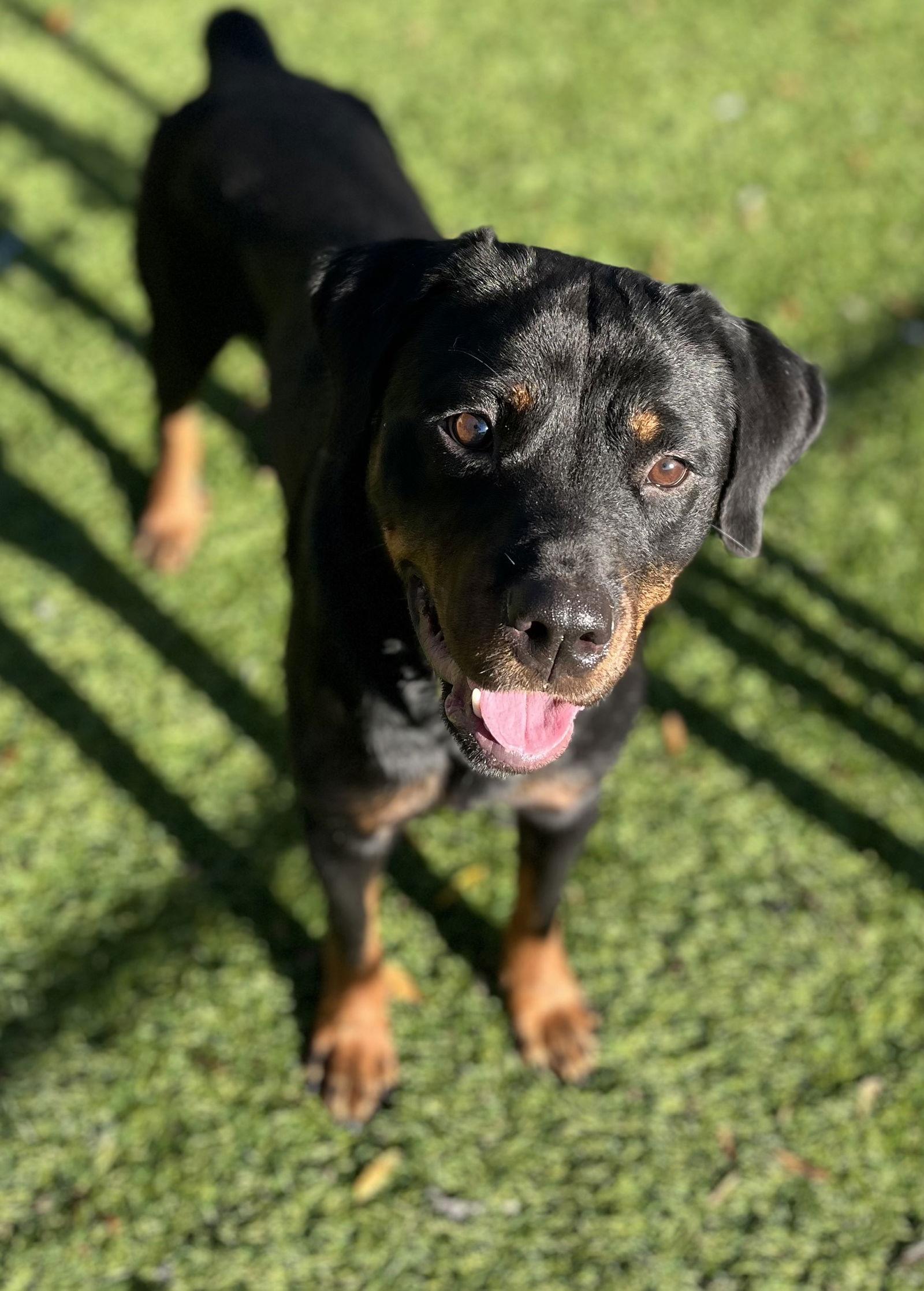 Enlarge DeeDee, a Adopted Rottweiler in Mooresville, NC image 3/3