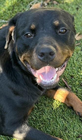 DeeDee, a Adopted Rottweiler image 2/3