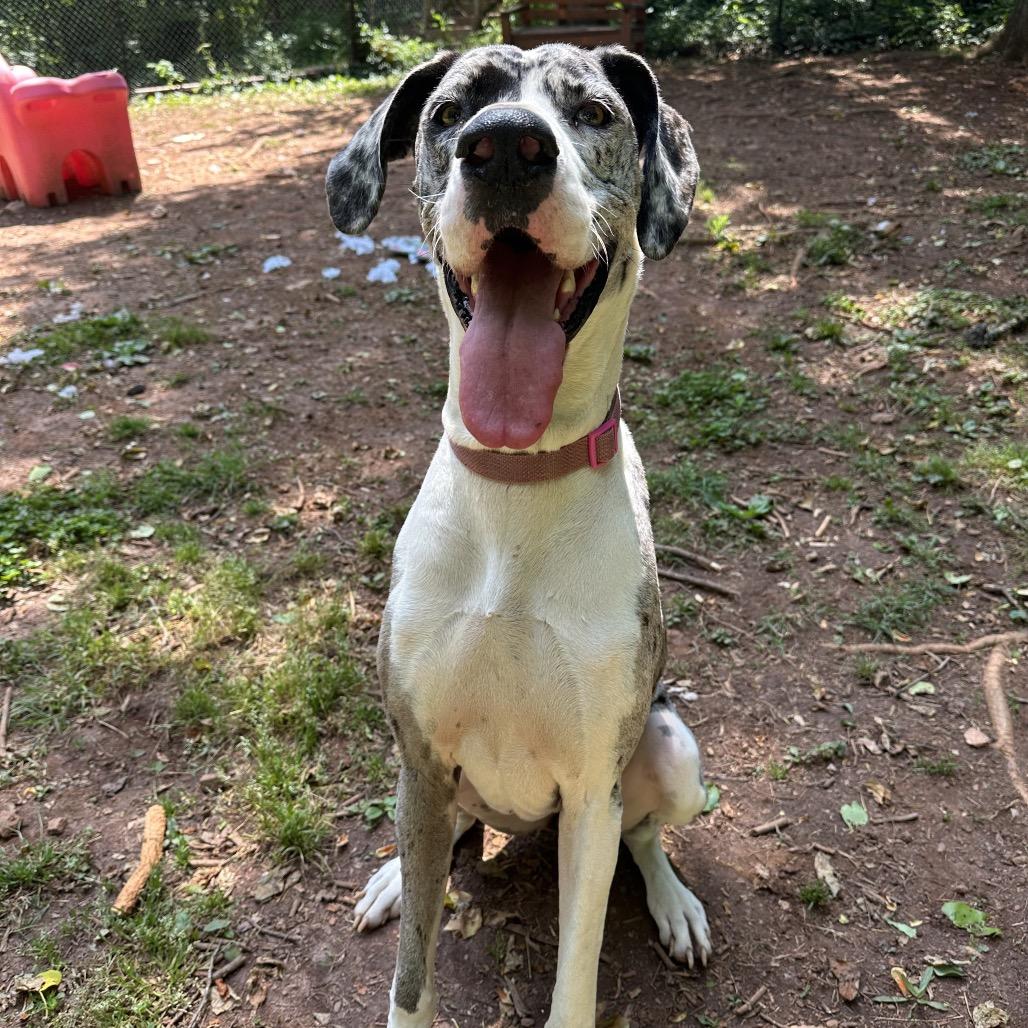 Nova Rayne - Courtesy Listing, ADOPTABLE, Adult Female Great Dane.