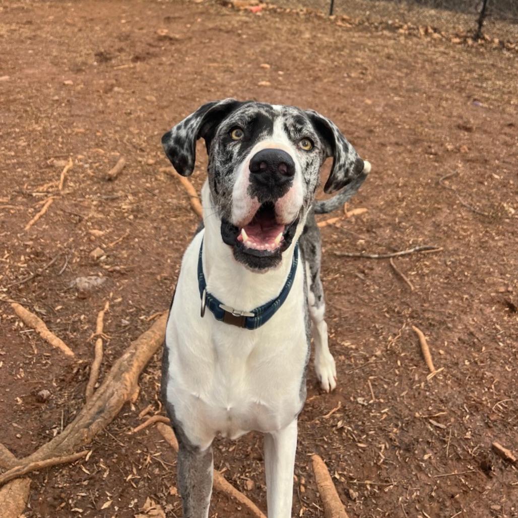 Enlarge Nova Rayne - Courtesy Listing, a ADOPTABLE Great Dane in Woodbridge, VA image 4/4