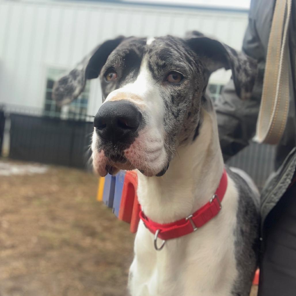Enlarge Nova Rayne - Courtesy Listing, a ADOPTABLE Great Dane in Woodbridge, VA image 2/4
